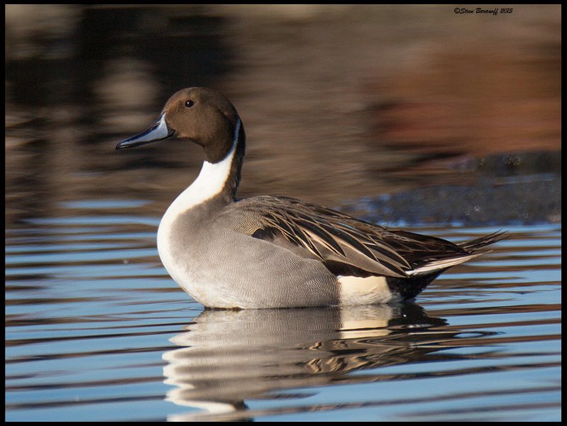 _5SB7826 northern pintail drake.jpg